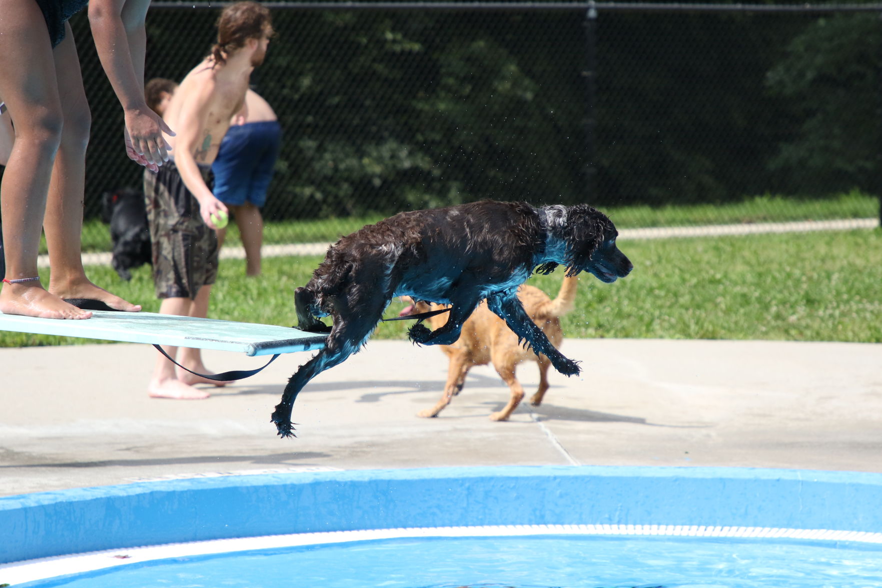 Dogs at the pool (59).JPG